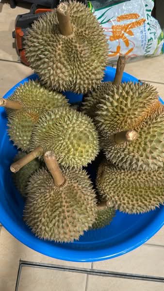 Agricultural Land for Sale in Lembah Beringin (Sungai Gumut) - Wendy Ng - PropertyGuru.com.my
