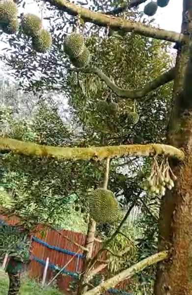 Agricultural Land for Sale in Lembah Beringin (Sungai Gumut) - Wendy Ng - Garden - PropertyGuru.com.my