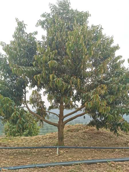 Agricultural Land for Sale in Lembah Beringin (Sungai Gumut) - Wendy Ng - Exterior - PropertyGuru.com.my