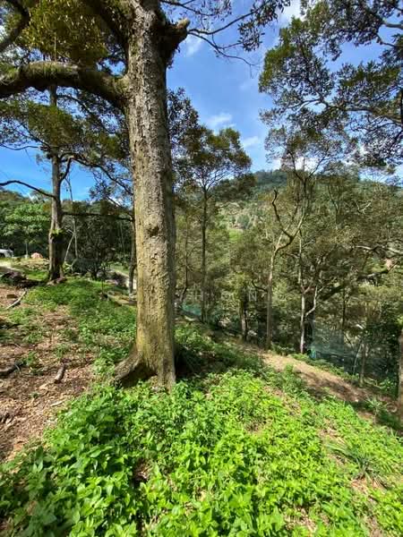 Agricultural Land for Sale in Balik Pulau (Penang) - Pei Hong - Exterior - PropertyGuru.com.my