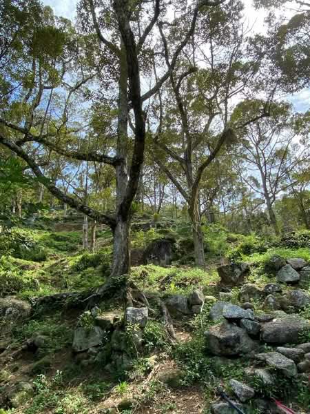 Agricultural Land for Sale in Balik Pulau (Penang) - Pei Hong - Exterior - PropertyGuru.com.my