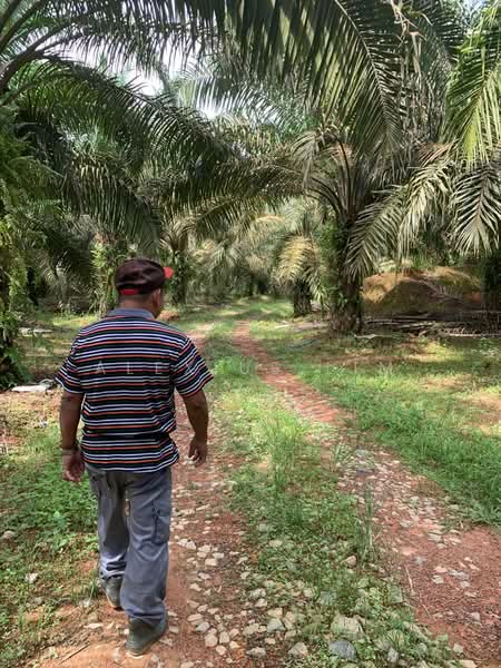 Agricultural Land for Sale in Felda Bukit Batu (Sedenak) - Alexius Lim - Exterior - PropertyGuru.com.my