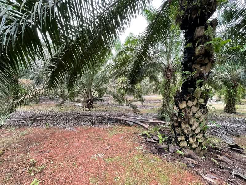 Agricultural Land for Sale in Felda Bukit Batu (Sedenak) - Alexius Lim - Garden - PropertyGuru.com.my