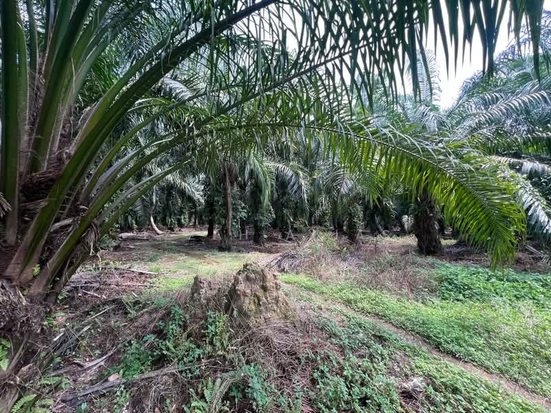 Agricultural Land for Sale in Kampung Bukit Changgang (Tanjong Duabelas) - Izzah Alias - PropertyGuru.com.my