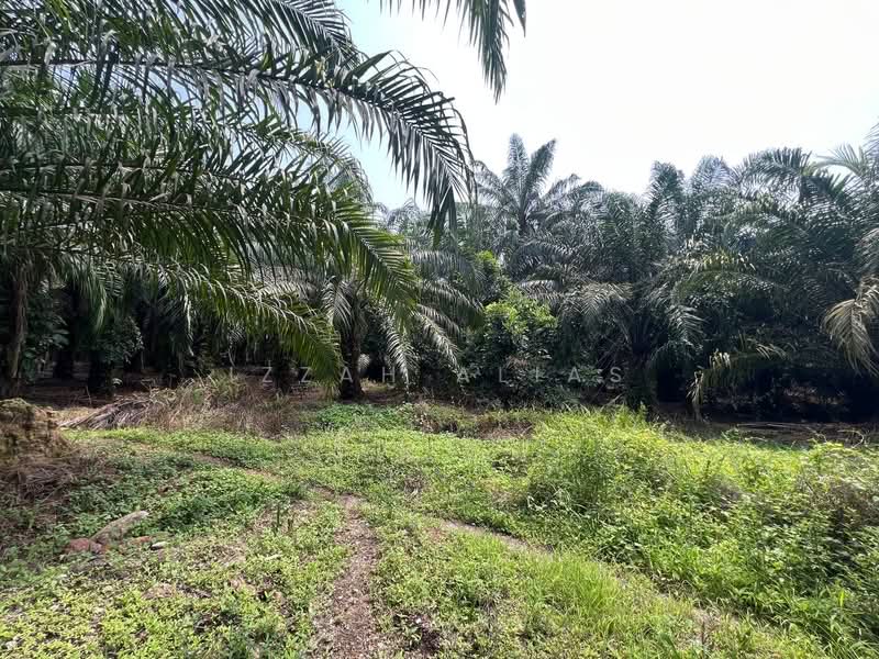 Agricultural Land for Sale in Kampung Bukit Changgang (Tanjong Duabelas) - Izzah Alias - PropertyGuru.com.my