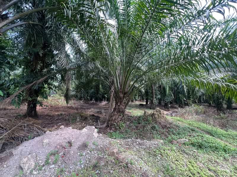 Agricultural Land for Sale in Kampung Bukit Changgang (Tanjong Duabelas) - Izzah Alias - PropertyGuru.com.my