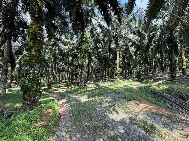 Agricultural Land for Sale in Kota Tinggi (Johor) - Max Loh - Exterior - PropertyGuru.com.my