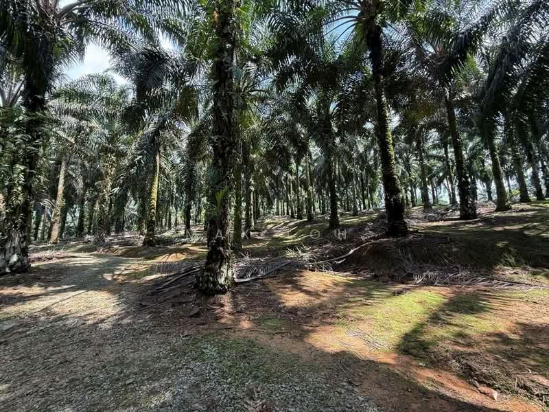 Agricultural Land for Sale in Kota Tinggi (Johor) - Max Loh - Exterior - PropertyGuru.com.my
