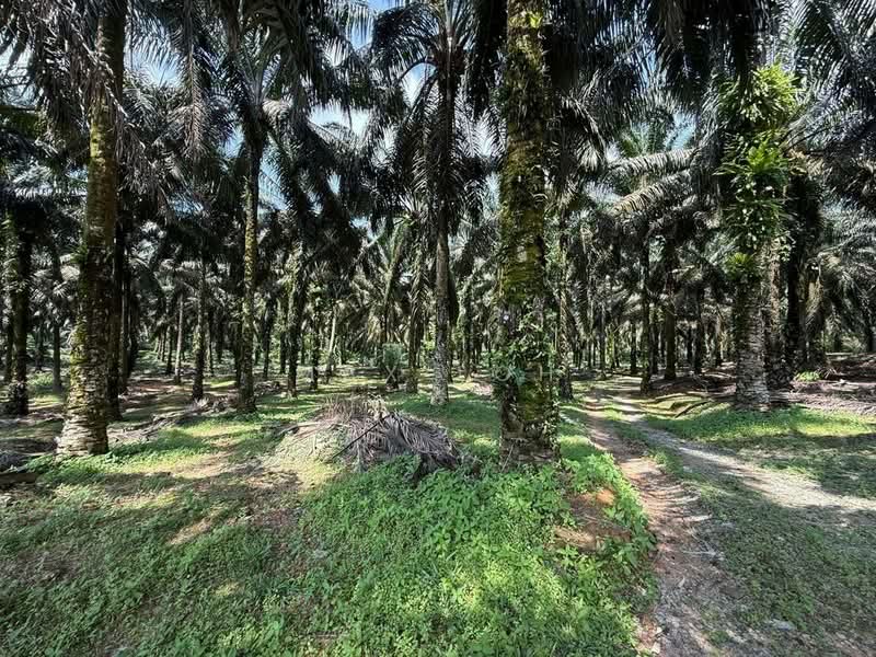 Agricultural Land for Sale in Kota Tinggi (Johor) - Max Loh - Exterior - PropertyGuru.com.my