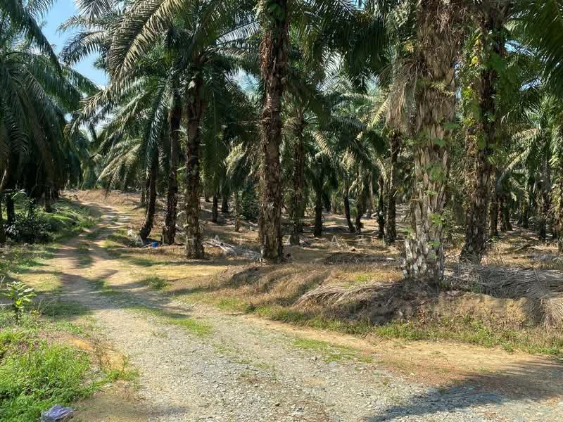 Tanah Pertanian untuk Dijual di Kampung Baru Machap (Simpang Renggam) - ALHAFIZ AZIS - Exterior - PropertyGuru.com.my