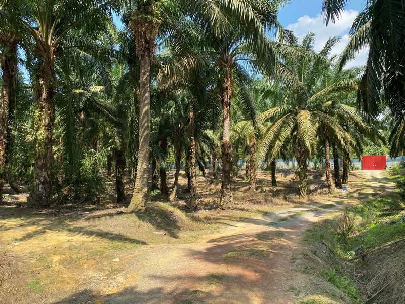 Tanah Pertanian untuk Dijual di Kampung Baru Machap (Simpang Renggam) - ALHAFIZ AZIS - Exterior - PropertyGuru.com.my