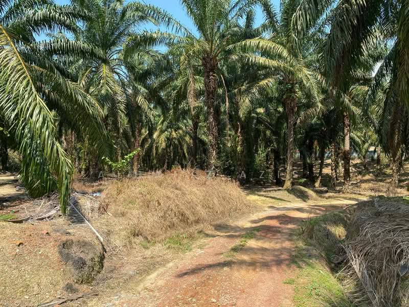 Tanah Pertanian untuk Dijual di Kampung Baru Machap (Simpang Renggam) - ALHAFIZ AZIS - Exterior - PropertyGuru.com.my