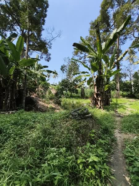 Agricultural Land for Sale in Balik Pulau (Penang) - CH Yeoh - PropertyGuru.com.my