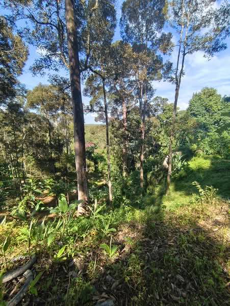Agricultural Land for Sale in Balik Pulau (Penang) - CH Yeoh - PropertyGuru.com.my