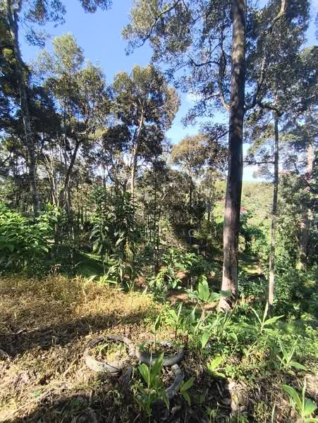 Agricultural Land for Sale in Balik Pulau (Penang) - CH Yeoh - PropertyGuru.com.my
