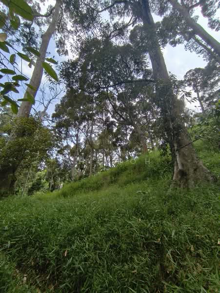 Agricultural Land for Sale in Balik Pulau (Penang) - CH Yeoh - PropertyGuru.com.my