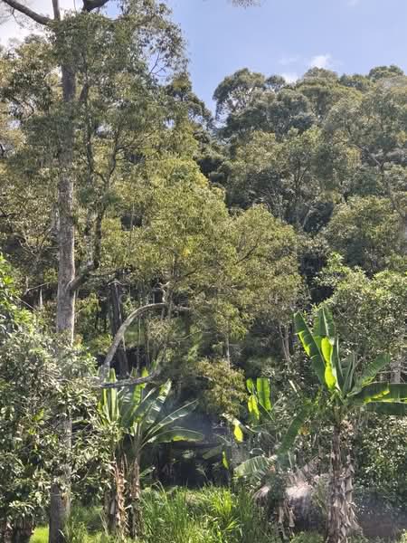 Agricultural Land for Sale in Balik Pulau (Penang) - CH Yeoh - PropertyGuru.com.my