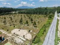 For Sale - 6 Acres Facing Tar Road Flat Durian Farm Chemomoi Mancis Bentong Karak
