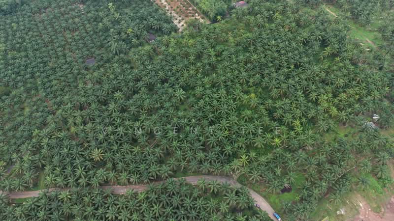 Tanah Pertanian untuk Dijual di Triang (Pahang) - Vincent Tee - PropertyGuru.com.my