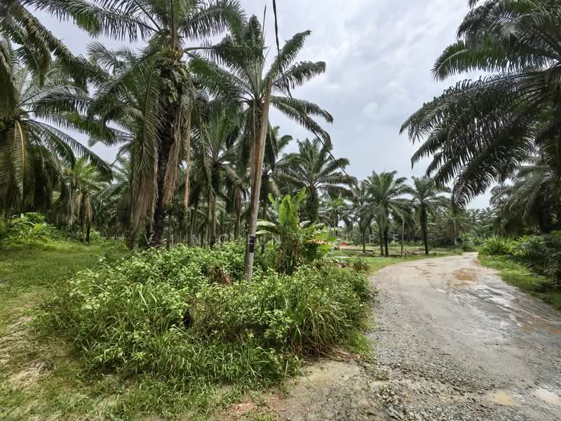 Tanah Pertanian untuk Dijual di Triang (Pahang) - Vincent Tee - Exterior - PropertyGuru.com.my