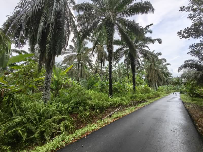 Tanah Pertanian untuk Dijual di Triang (Pahang) - Vincent Tee - Exterior - PropertyGuru.com.my