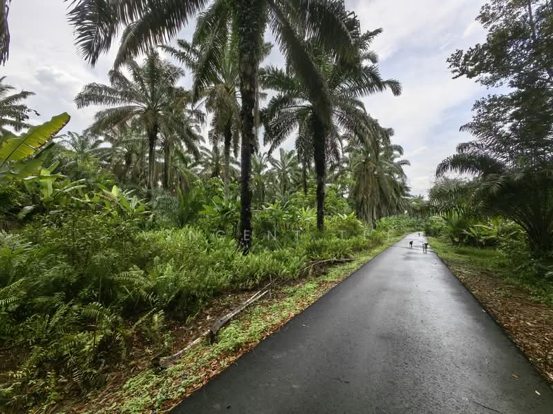 Tanah Pertanian untuk Dijual di Triang (Pahang) - Vincent Tee - Exterior - PropertyGuru.com.my
