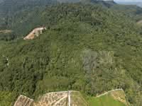 For Sale - 13.68 Acres Freehold Land Seberang Jelai Padang Tengku Kuala Lipis