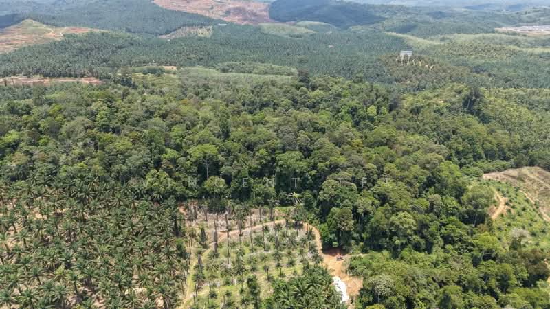 Tanah Pertanian untuk Dijual di Kuala Lipis (Pahang) - Vincent Tee - Exterior - PropertyGuru.com.my