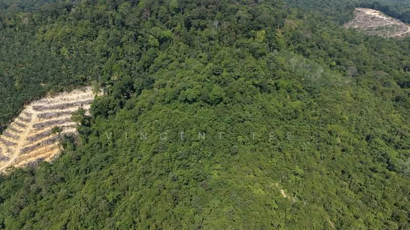 Tanah Pertanian untuk Dijual di Kuala Lipis (Pahang) - Vincent Tee - Exterior - PropertyGuru.com.my