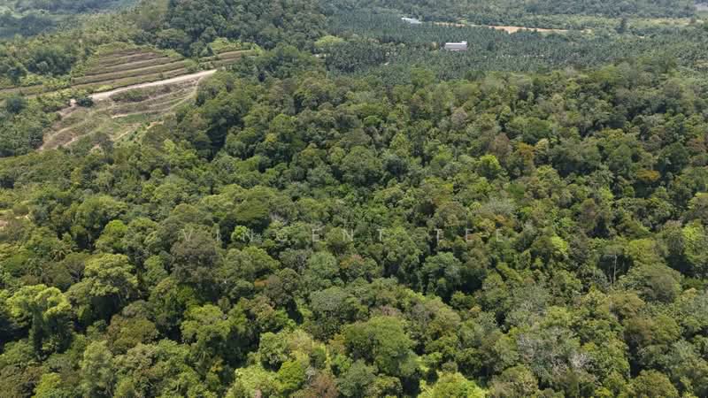 Tanah Pertanian untuk Dijual di Kuala Lipis (Pahang) - Vincent Tee - PropertyGuru.com.my
