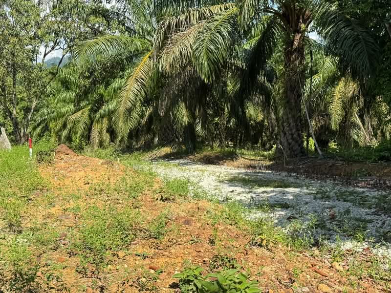 Agricultural Land for Sale in Kota Tinggi (Johor) - Amber Hew - Exterior - PropertyGuru.com.my