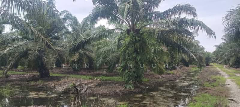 Tanah Pertanian untuk Dijual di Baling (Kedah) - Jenny Choong - Exterior - PropertyGuru.com.my