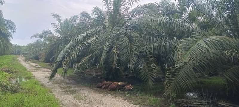 Tanah Pertanian untuk Dijual di Baling (Kedah) - Jenny Choong - PropertyGuru.com.my