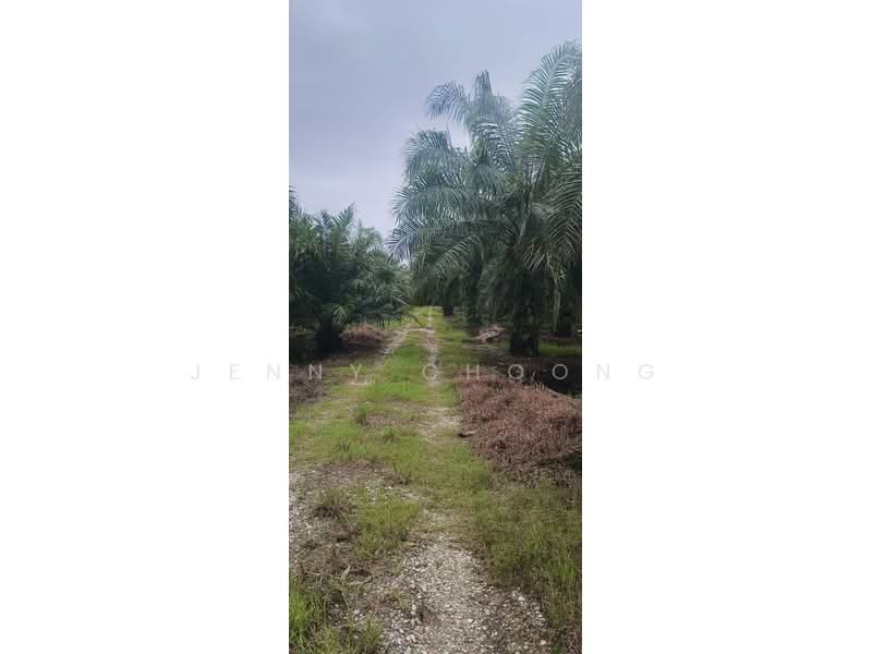 Tanah Pertanian untuk Dijual di Baling (Kedah) - Jenny Choong - Exterior - PropertyGuru.com.my