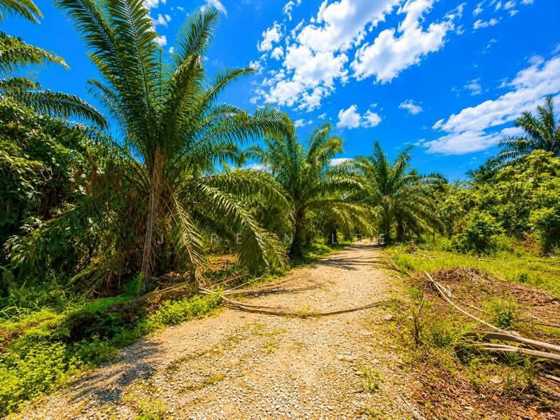 Tanah Pertanian untuk Dijual di Pekan Nanas (Johor) - Joreen Lee - PropertyGuru.com.my