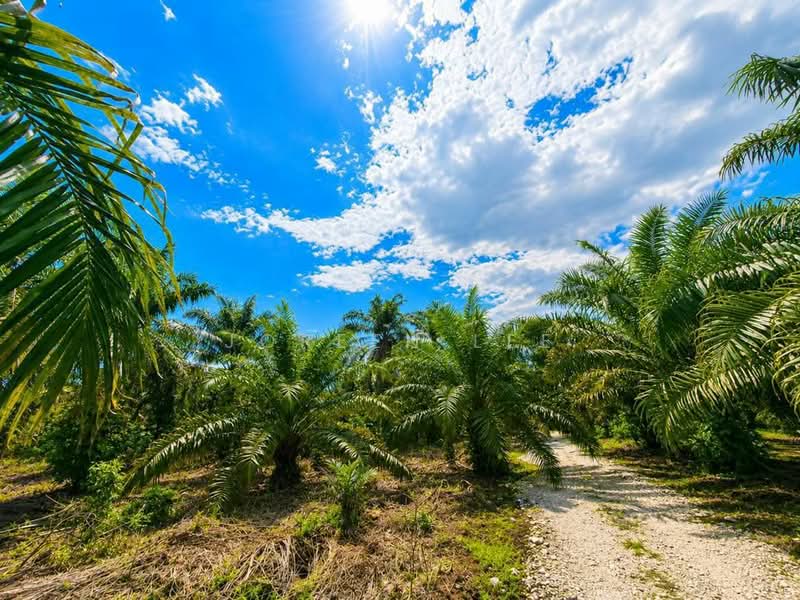 Tanah Pertanian untuk Dijual di Pekan Nanas (Johor) - Joreen Lee - PropertyGuru.com.my