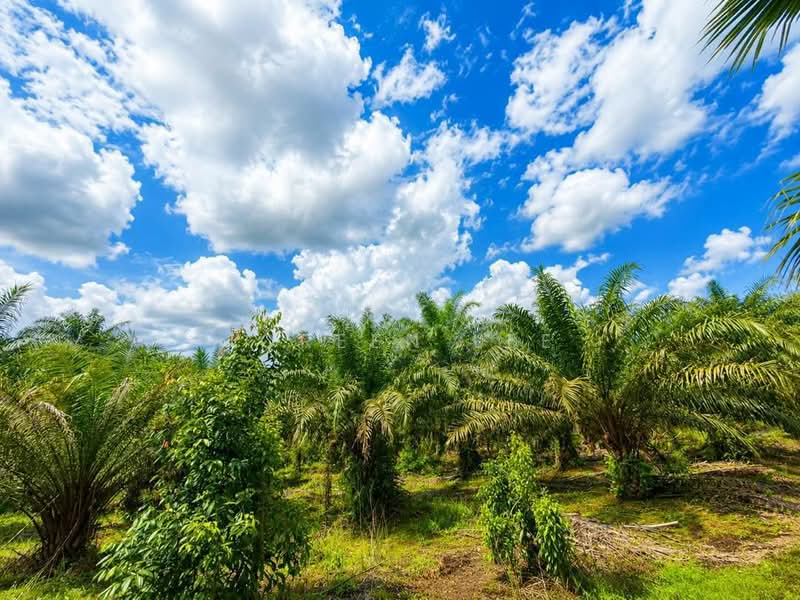 Tanah Pertanian untuk Dijual di Pekan Nanas (Johor) - Joreen Lee - PropertyGuru.com.my