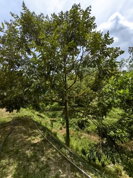 Tanah Pertanian untuk Dijual di Kenaboi (Negeri Sembilan) - Vincent Tee - Garden - PropertyGuru.com.my