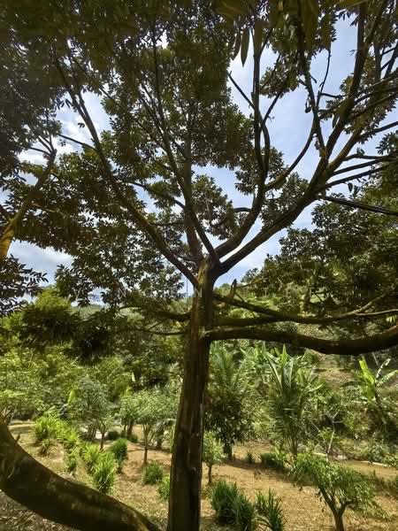Tanah Pertanian untuk Dijual di Kenaboi (Negeri Sembilan) - Vincent Tee - Garden - PropertyGuru.com.my
