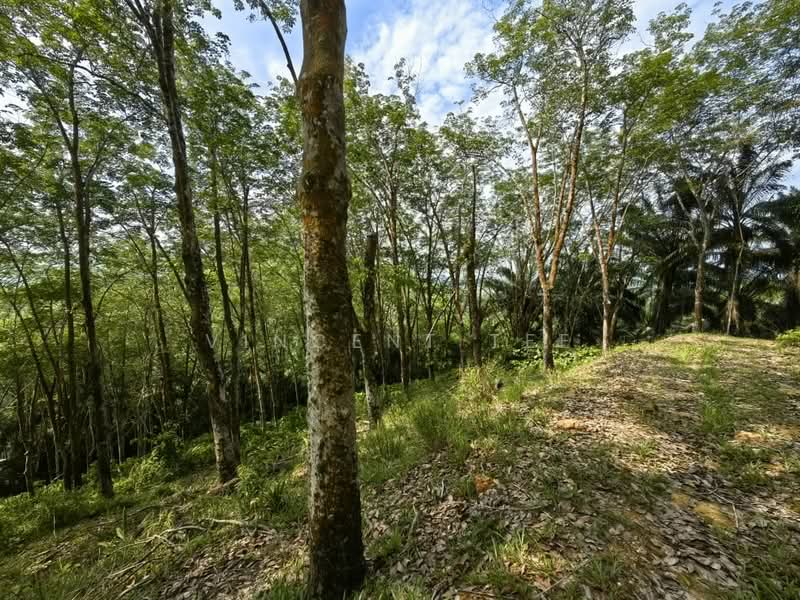 Tanah Pertanian untuk Dijual di Jerantut (Pahang) - Vincent Tee - Garden - PropertyGuru.com.my