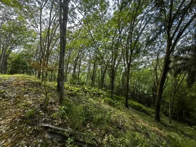 Tanah Pertanian untuk Dijual di Jerantut (Pahang) - Vincent Tee - Exterior - PropertyGuru.com.my
