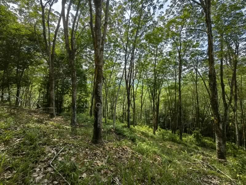 Tanah Pertanian untuk Dijual di Jerantut (Pahang) - Vincent Tee - Exterior - PropertyGuru.com.my
