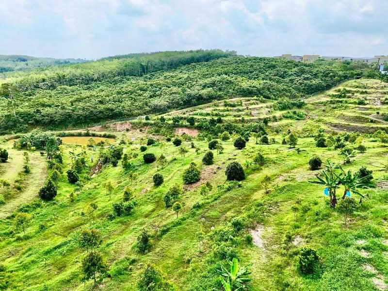 Agricultural Land for Sale in Ayer Keroh (Melaka) - Shiqin Saidin - Garden - PropertyGuru.com.my