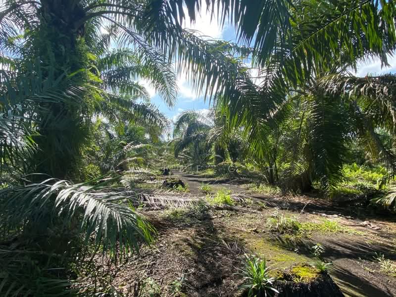 Agricultural Land for Sale in Mersing (Johor) - Ah Tee Goh - PropertyGuru.com.my
