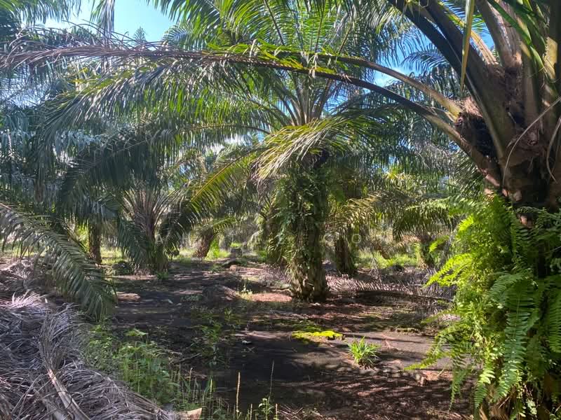 Agricultural Land for Sale in Mersing (Johor) - Ah Tee Goh - PropertyGuru.com.my