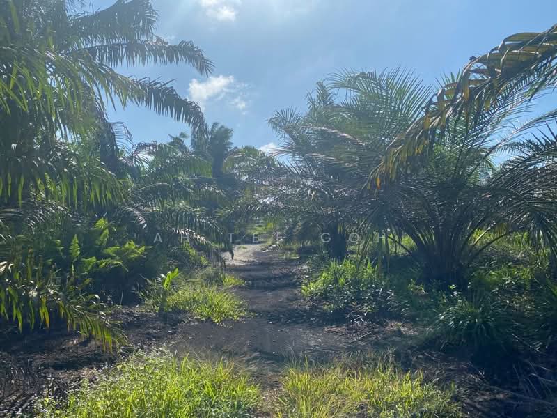 Agricultural Land for Sale in Mersing (Johor) - Ah Tee Goh - PropertyGuru.com.my