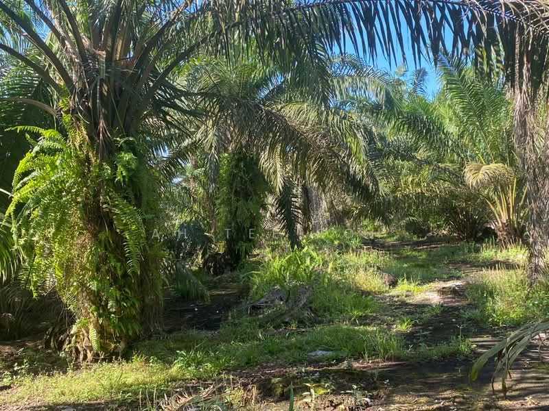 Agricultural Land for Sale in Mersing (Johor) - Ah Tee Goh - PropertyGuru.com.my