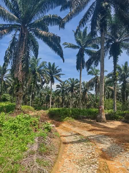 Agricultural Land for Sale in Kulai (Johor) - May Chong - Exterior - PropertyGuru.com.my