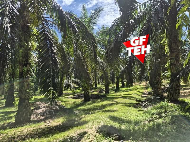 Tanah Pertanian untuk Dijual di Selama (Perak) - Teh Guan Fong - Exterior - PropertyGuru.com.my