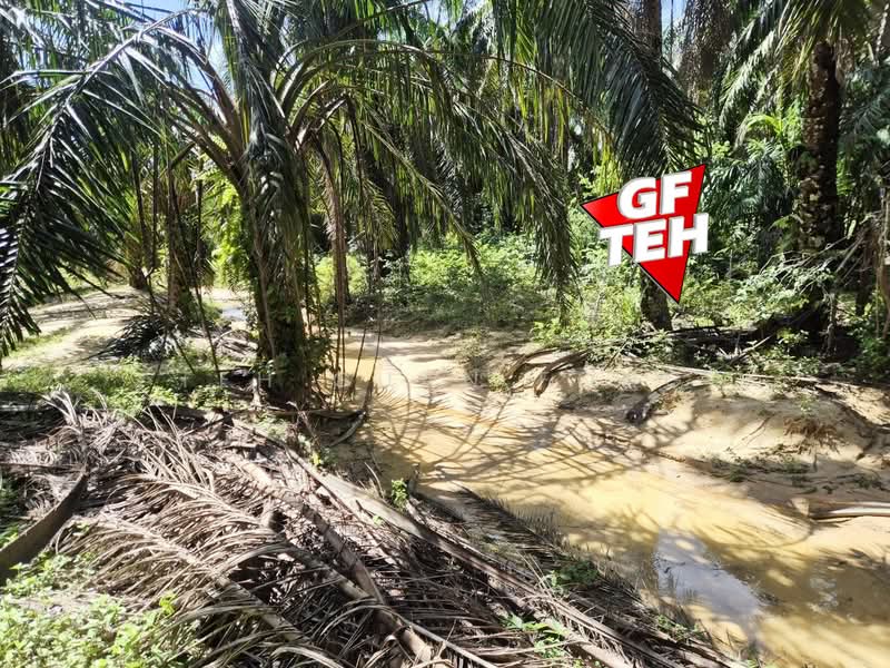 Tanah Pertanian untuk Dijual di Selama (Perak) - Teh Guan Fong - Exterior - PropertyGuru.com.my